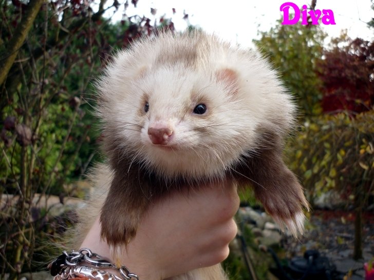 diva angora arlequin chocolat