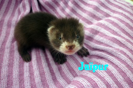 voici notre bebe qui arrive fin aout c est un  angora black une merveille 